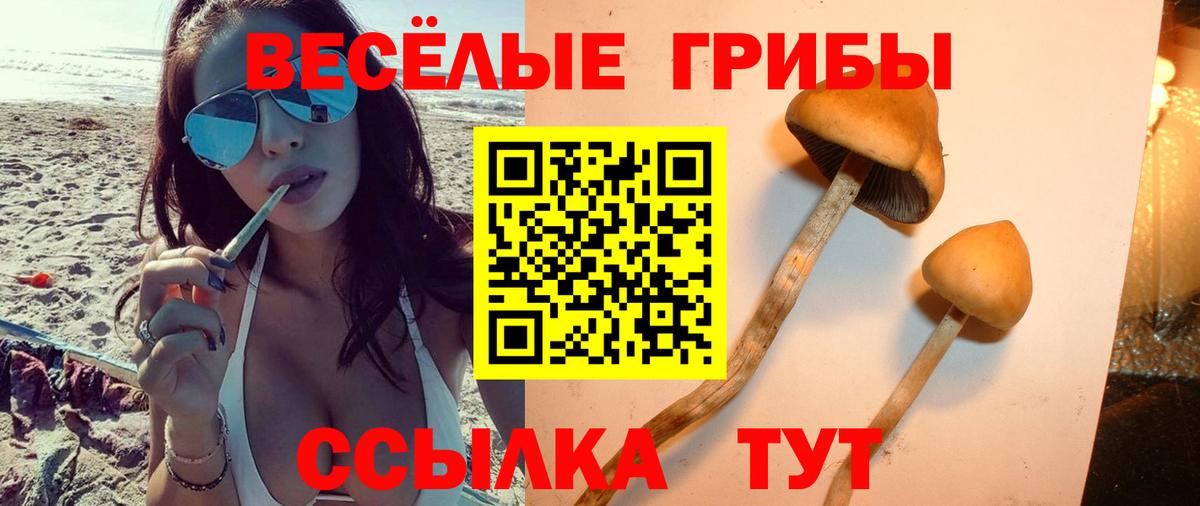 Псилоцибиновые грибы прущие грибы Михайловск